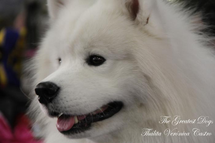 Portfolio Gallery 6