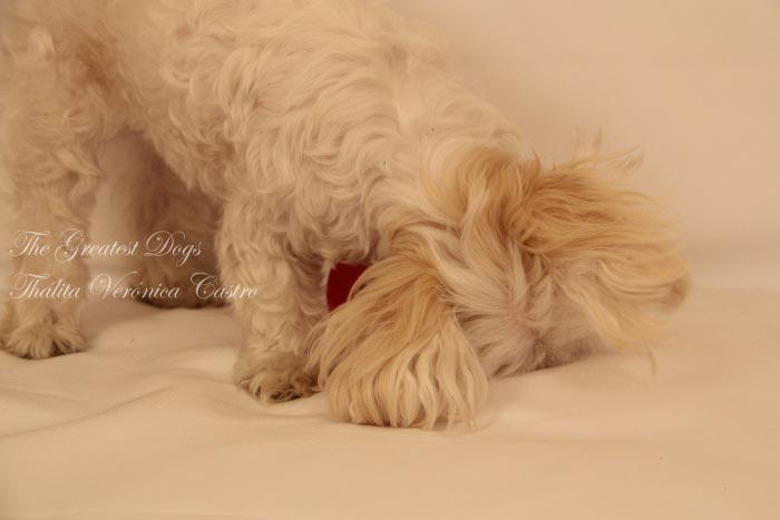 Portfolio Gallery 12