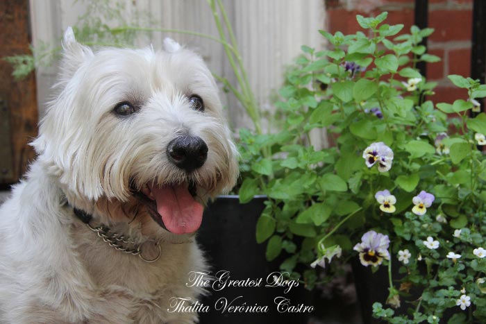 Portfolio Gallery 16