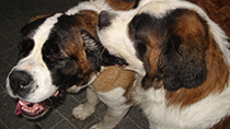 Home photo 6